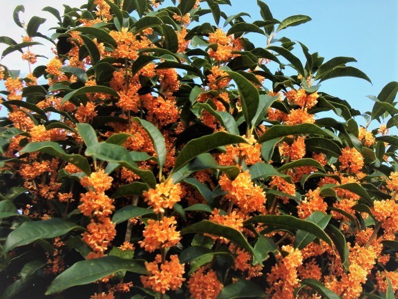 *! osmanthus autumn full . -, very .. fragrance ~ autumn .... from blooming. height is approximately 150 centimeter about already immediately blooming reality goods *!