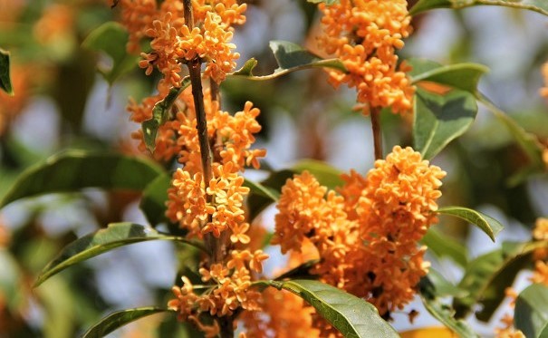 *! osmanthus autumn full . -, very .. fragrance ~ autumn .... from blooming. height is approximately 150 centimeter about already immediately blooming reality goods *!