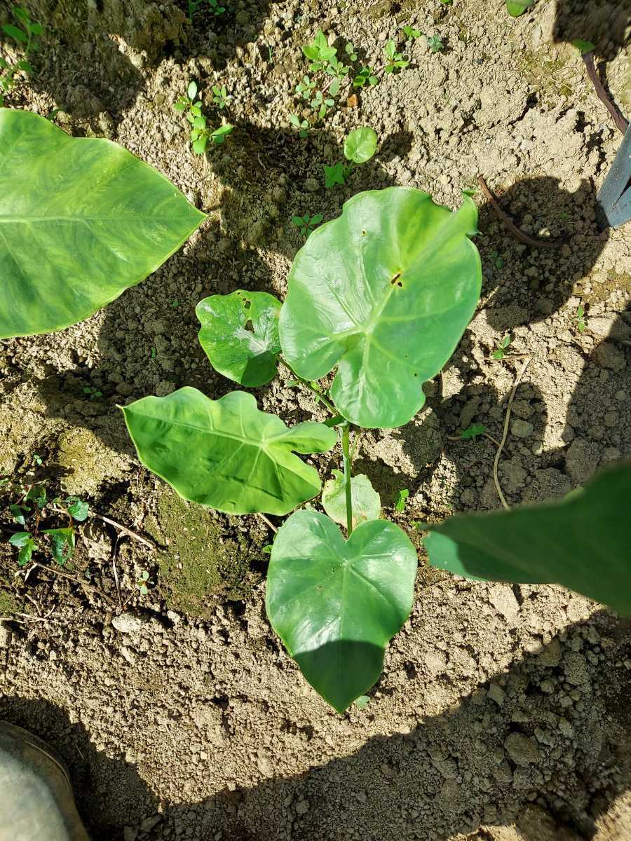 コロカシア　ギガンティア　Colocasia gigantea　黄斑　斑入り　イエロー　オーレア　黄色斑入り　兄弟株　②_画像1