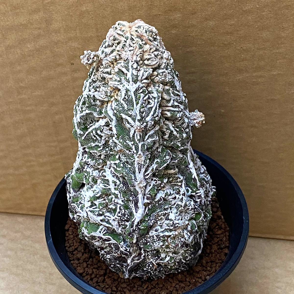 希少】アストロフィツム 複隆 盤石 モンストローサ/Astrophytum 希少】アストロフィツム 複隆 盤石 モンストローサ/Astrophytum