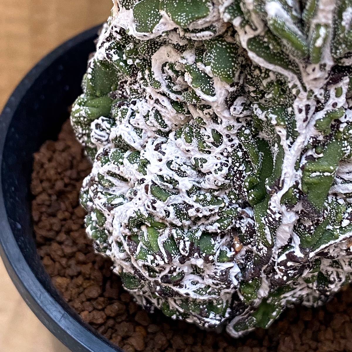 希少】アストロフィツム 複隆 盤石 モンストローサ/Astrophytum 希少】アストロフィツム 複隆 盤石 モンストローサ/Astrophytum