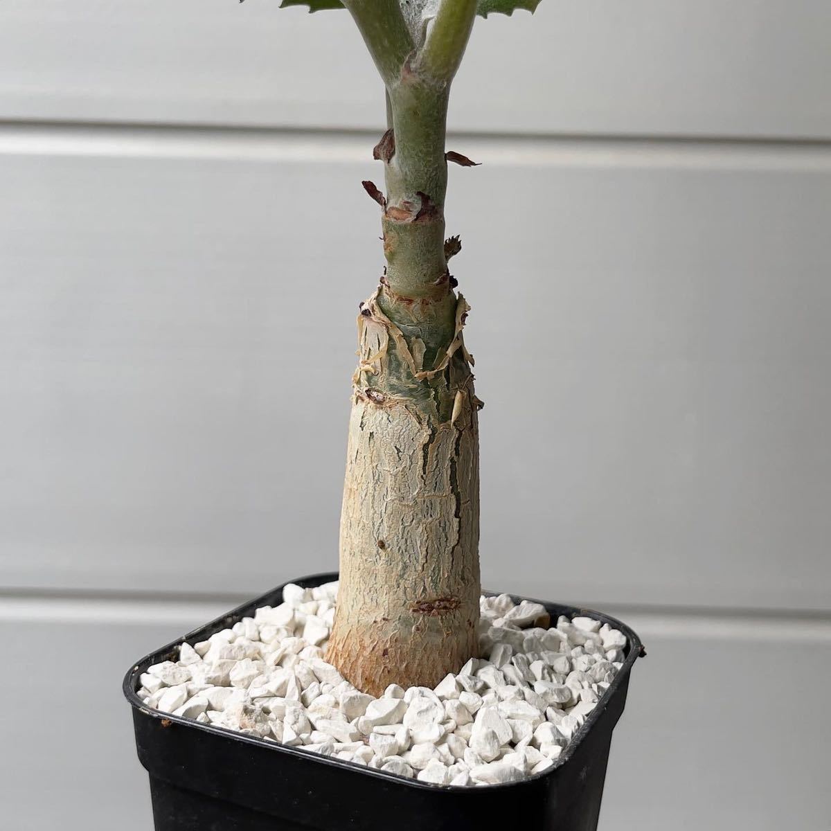 実生 キフォステンマ セイチアナ Cyphostemma seitziana (検索 実生 キフォステンマ セイチアナ Cyphostemma seitziana (検索