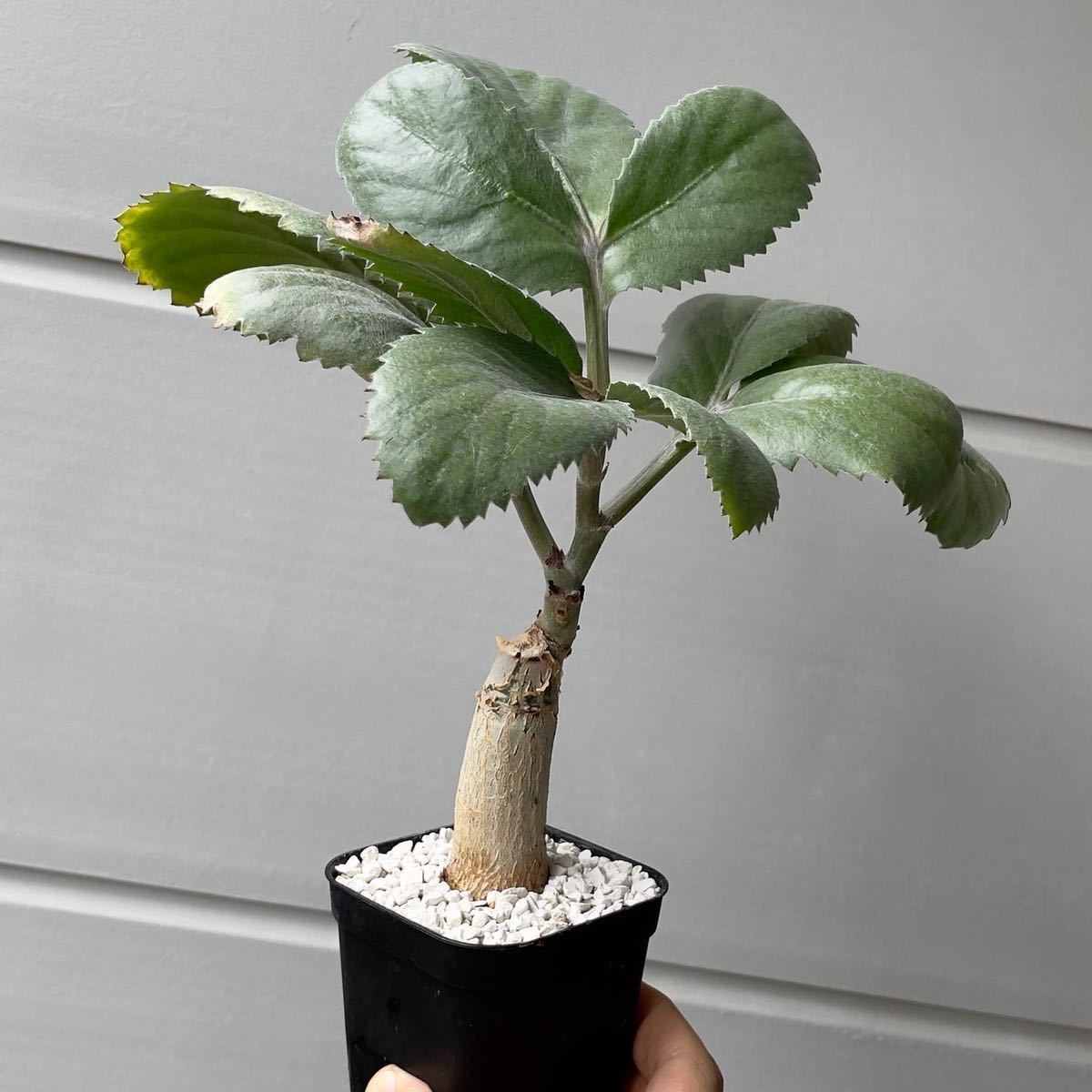 実生 キフォステンマ セイチアナ Cyphostemma seitziana (検索 実生 キフォステンマ セイチアナ Cyphostemma seitziana (検索
