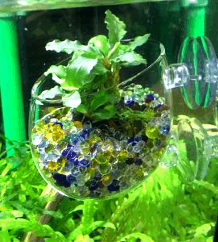 gla спот! аквариум внутри . маленький приятный .. стекло цветочный горшок 