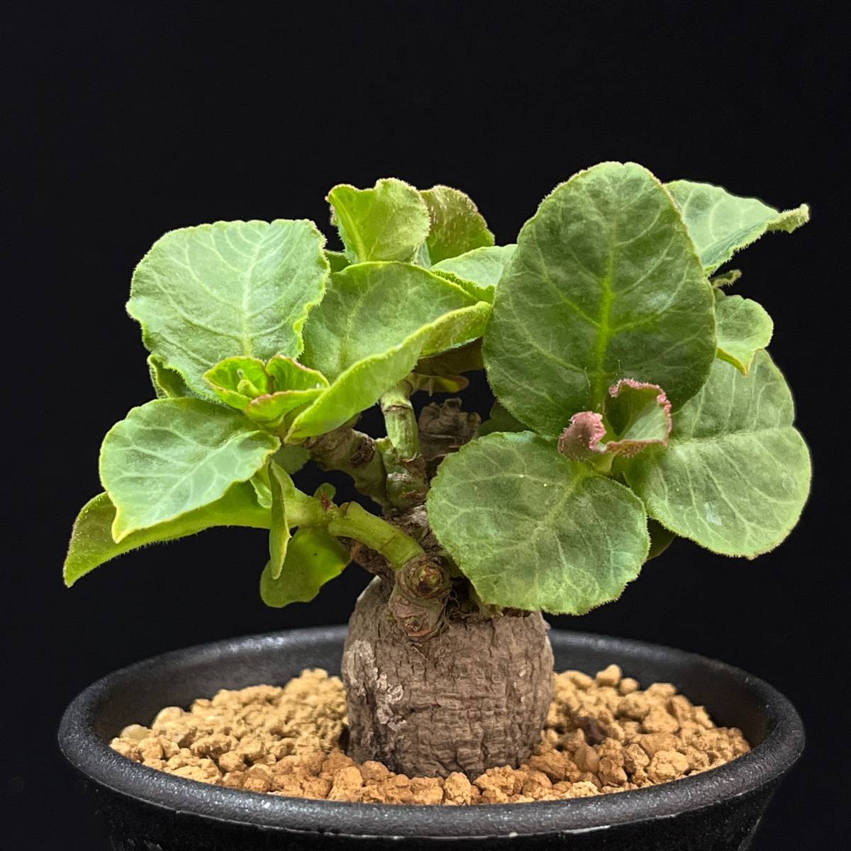 《PW》モナデニウム（ユーフォルビア）“マフィンゲンシス,Monadenium mafingensis”塊根 コーデックス 多肉植物