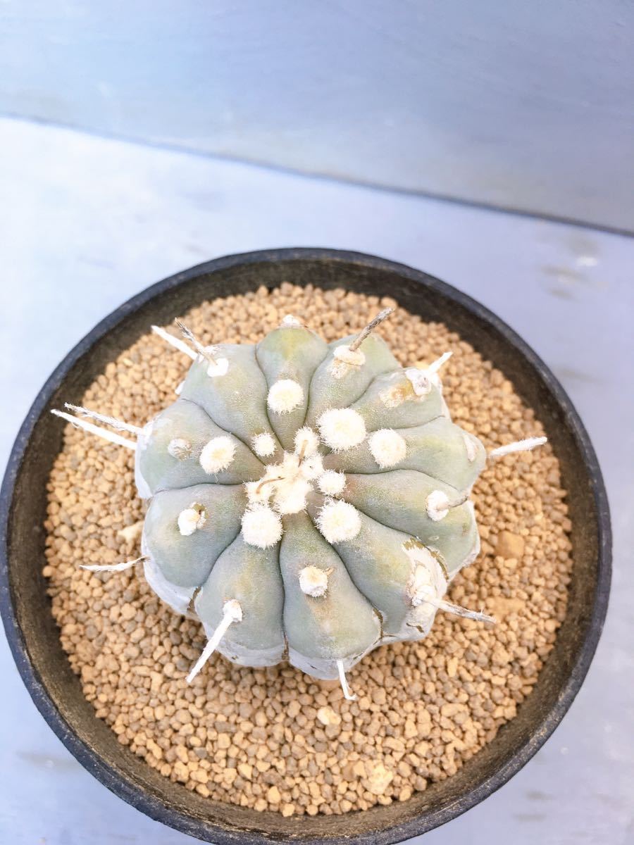 ✨スーパー✨ 現地球 山木 Copiapoa コピアポア シネレア 黒王丸 白刺