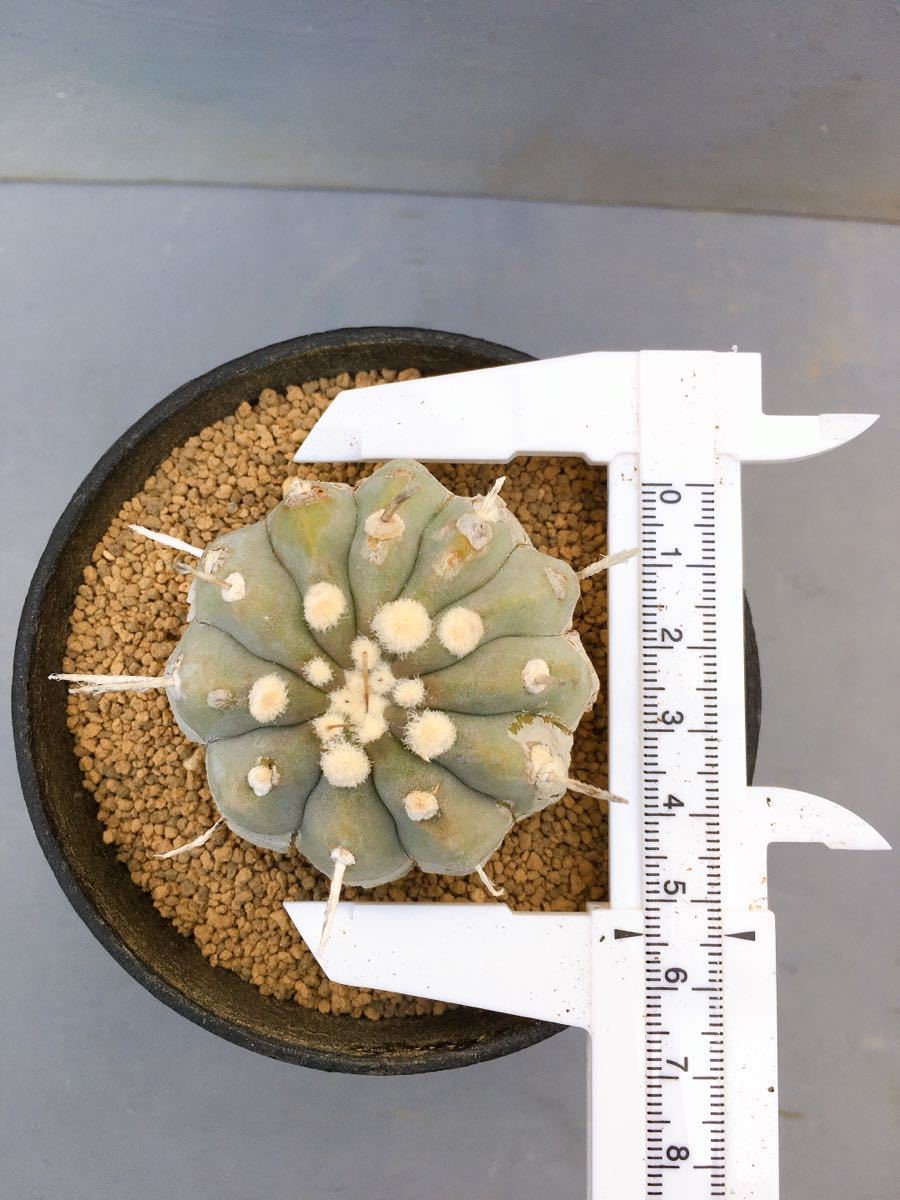 コピアポア 黒王丸 Copiapoa cinerea 輸入株 現地球カキコ 極白 コピアポア 黒王丸 Copiapoa cinerea 輸入株 現地球カキコ 極白