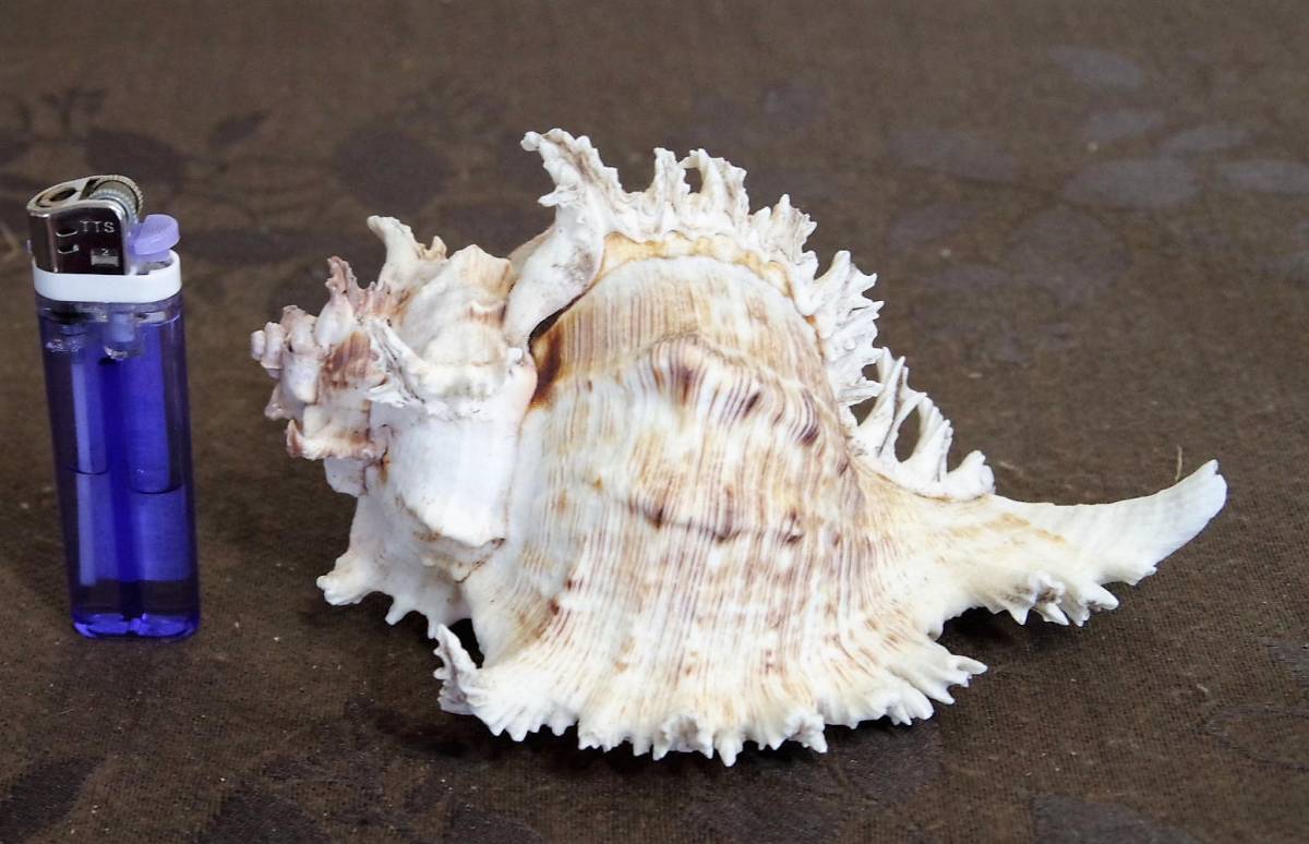 貝殻3Ｐ　貝標本　総重量2.2ｋｇ【即決送込】_画像2