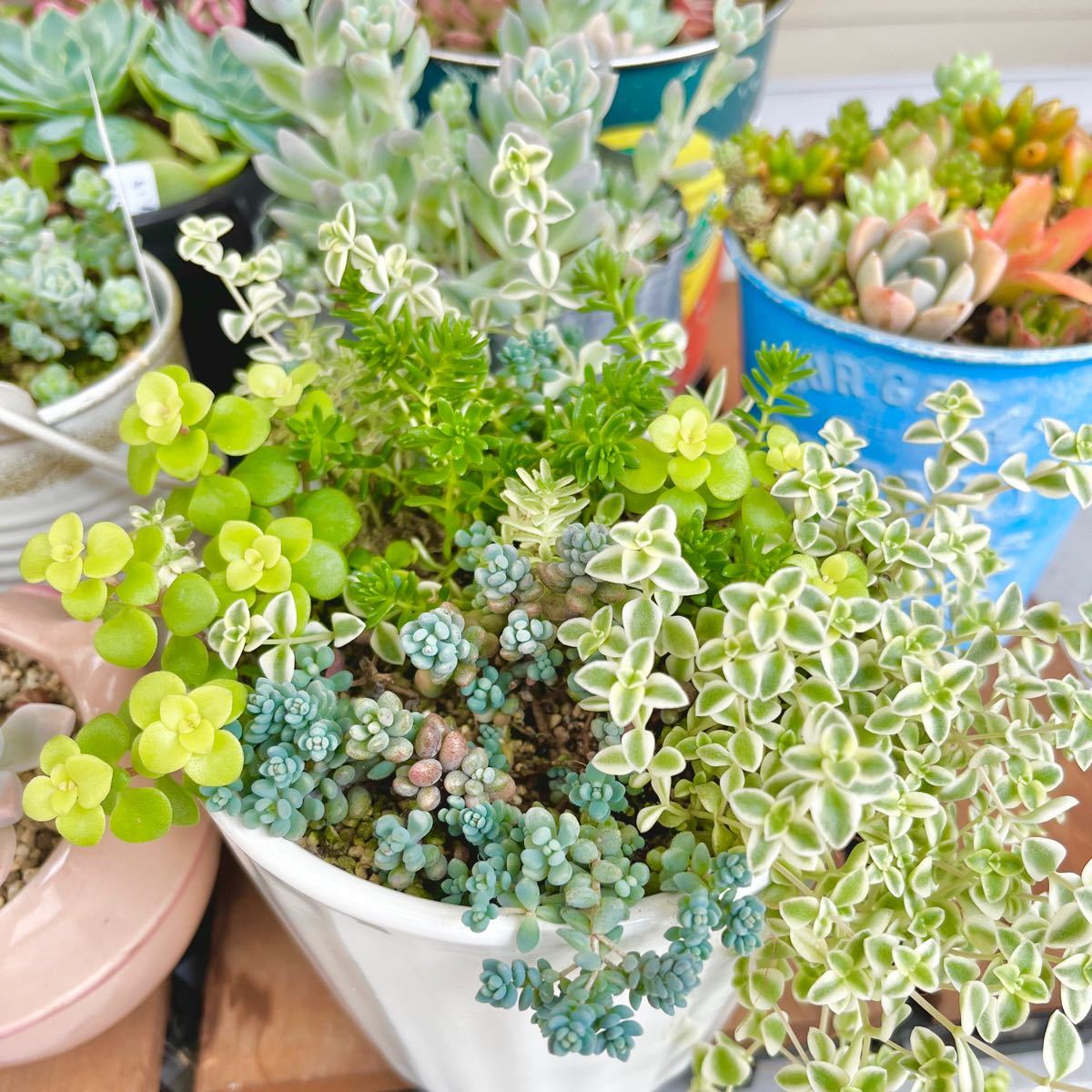 多肉植物 カット苗セット寄植え 多肉植物 カット苗 多肉植物の寄せ植え