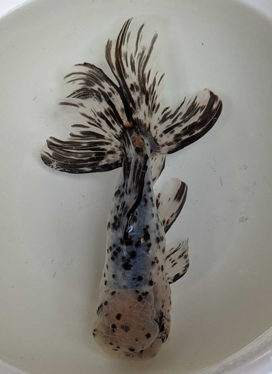 純血 鈴木東錦 B 4