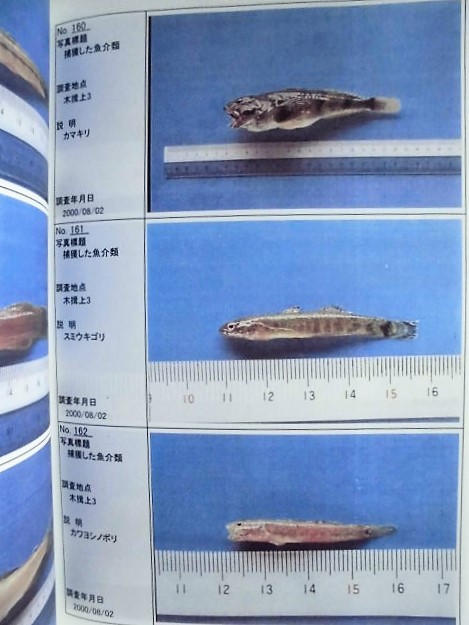 平成12年度 河川水辺の国勢調査(魚介類)長良川・揖斐川 報告書 平成12年度 河川水辺の国勢調査(魚介類)長良川・揖斐川 報告書