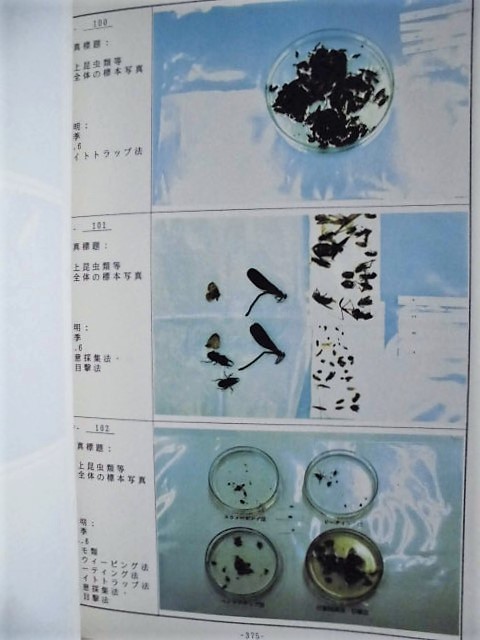 平成5年度 木曽三川上流河川水辺の国勢調査(陸上昆虫類)その 平成5年度 木曽三川上流河川水辺の国勢調査(陸上昆虫類)その
