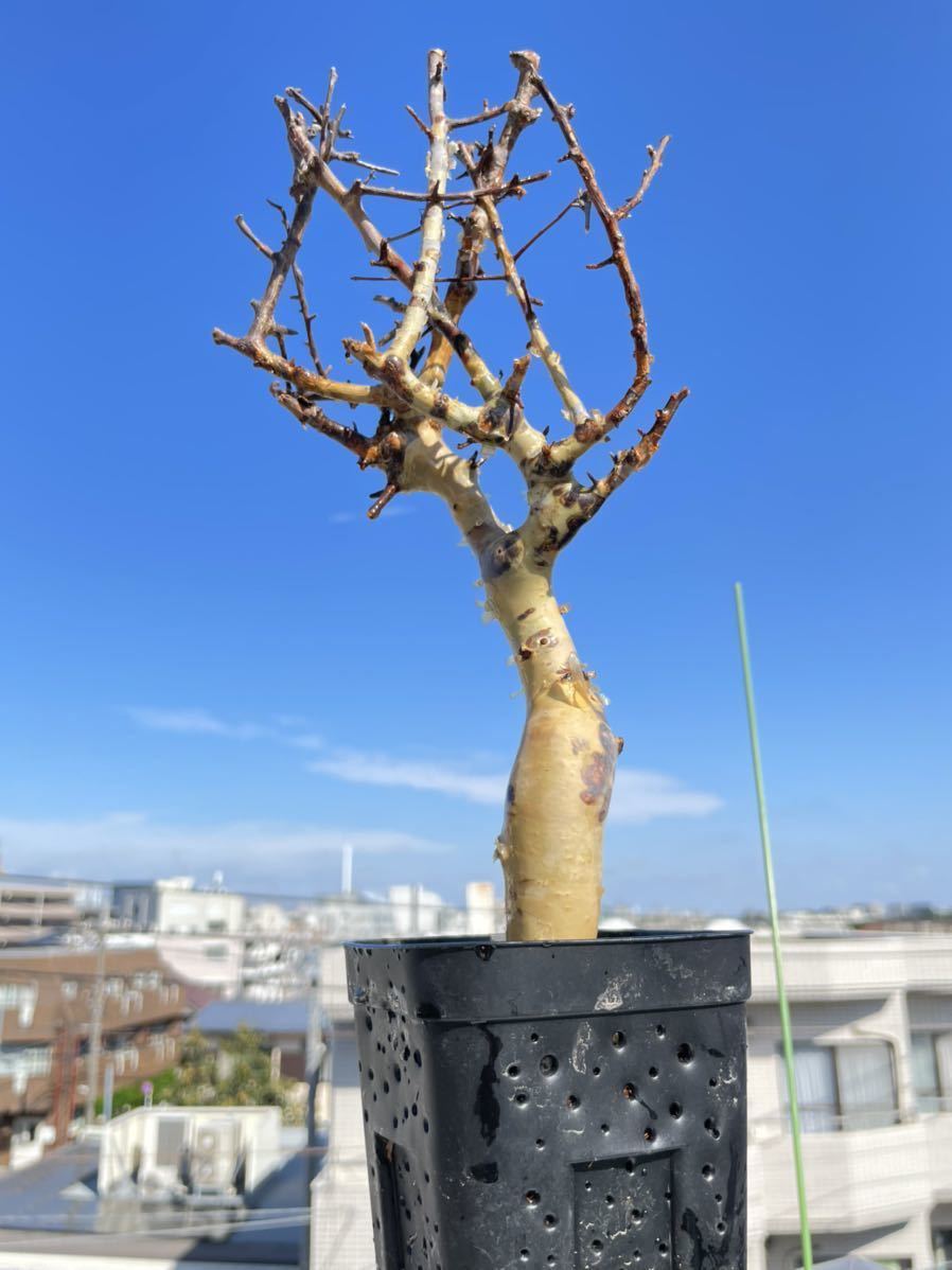 輸入 新鮮株 コミフォラ カタフ ピュア② ソマリア commiphora 輸入 新鮮株 コミフォラ カタフ ピュア② ソマリア commiphora