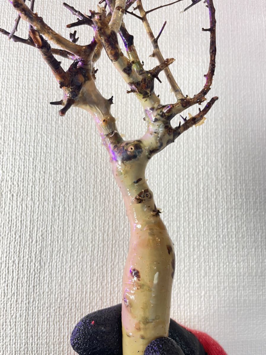 輸入 新鮮株 コミフォラ カタフ ピュア② ソマリア commiphora 輸入 新鮮株 コミフォラ カタフ ピュア② ソマリア commiphora