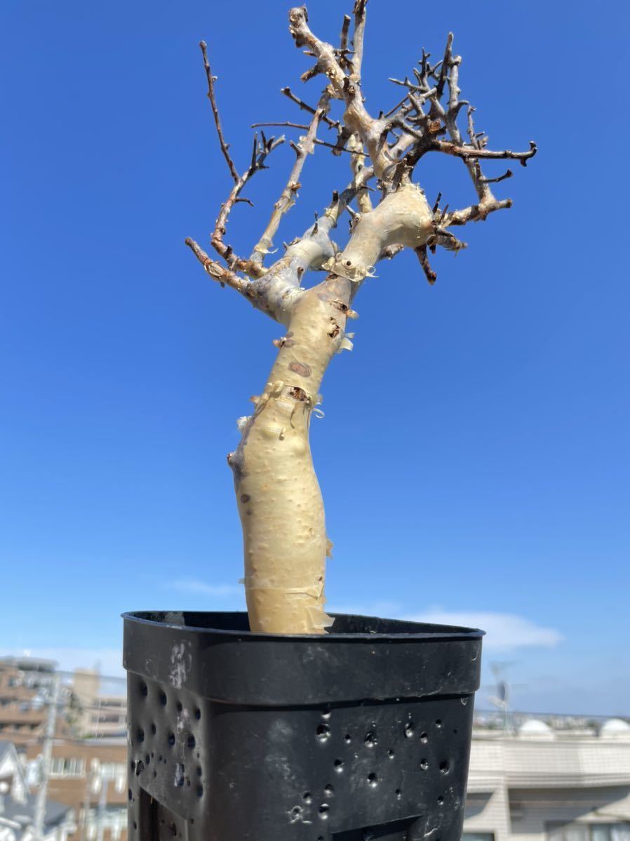 輸入 新鮮株 コミフォラ カタフ ピュア② ソマリア commiphora 輸入 新鮮株 コミフォラ カタフ ピュア② ソマリア commiphora