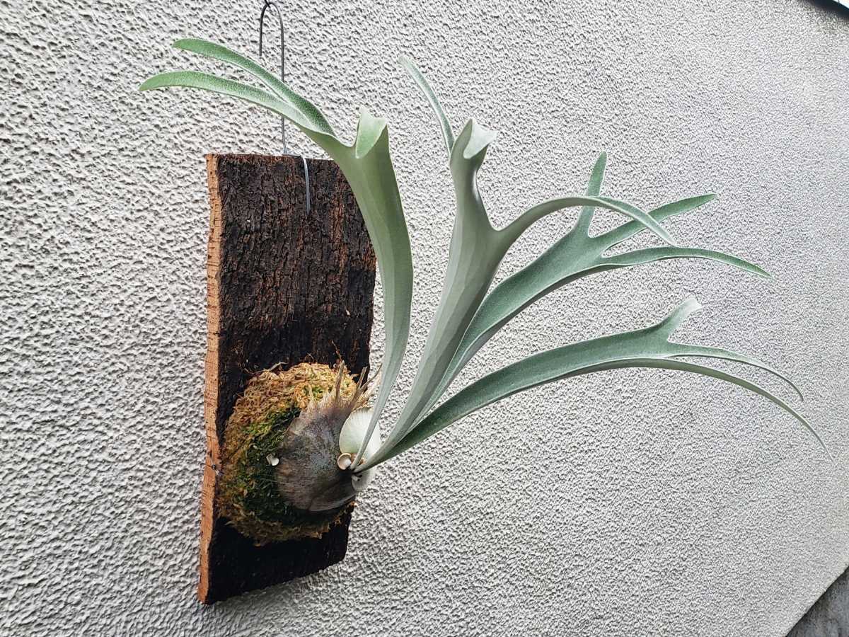P. veitchii wild(ビカクシダ ビーチー ヴィーチー) 観葉植物 P. veitchii wild(ビカクシダ ビーチー ヴィーチー) 観葉植物