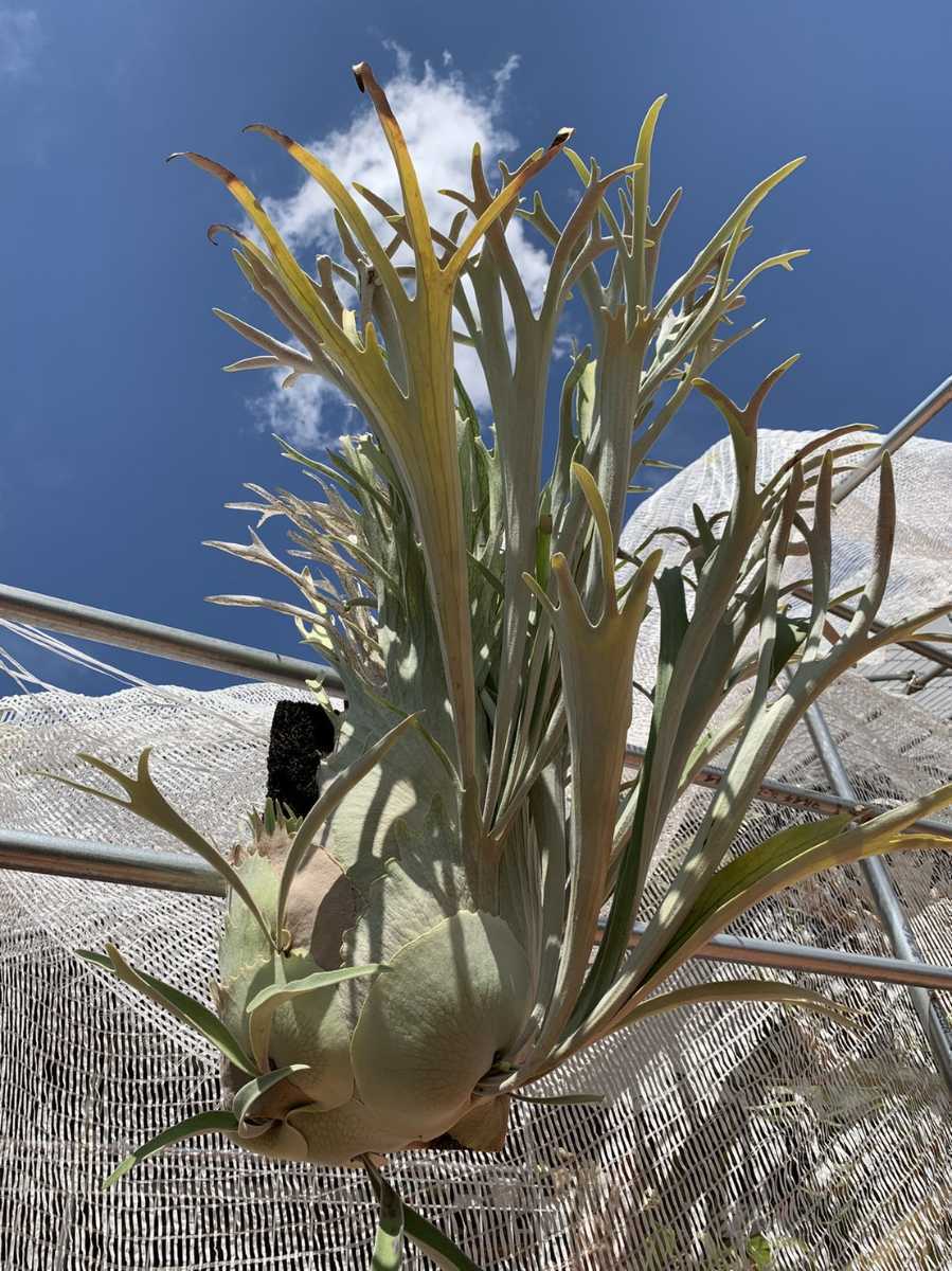 P. veitchii wild(ビカクシダ ビーチー ヴィーチー) 観葉植物 P. veitchii wild(ビカクシダ ビーチー ヴィーチー) 観葉植物