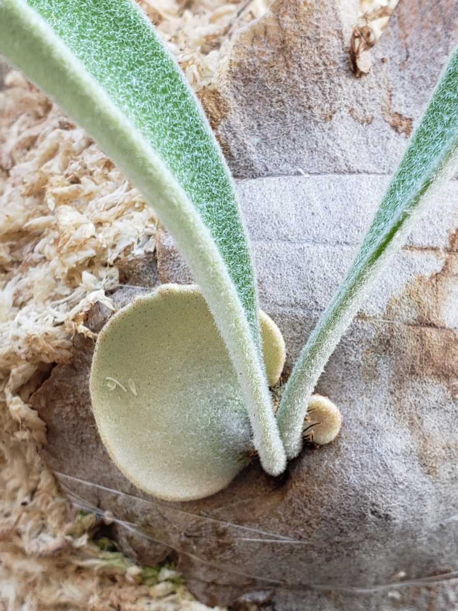 P. veitchii wild Australia(ビーチーワイルドオーストラリア P. veitchii wild Australia(ビーチーワイルドオーストラリア