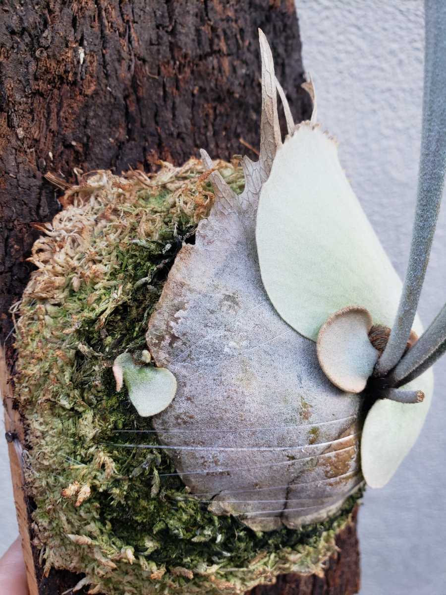 P. veitchii wild(ビカクシダ ビーチー ヴィーチー) 観葉植物 P. veitchii wild(ビカクシダ ビーチー ヴィーチー) 観葉植物