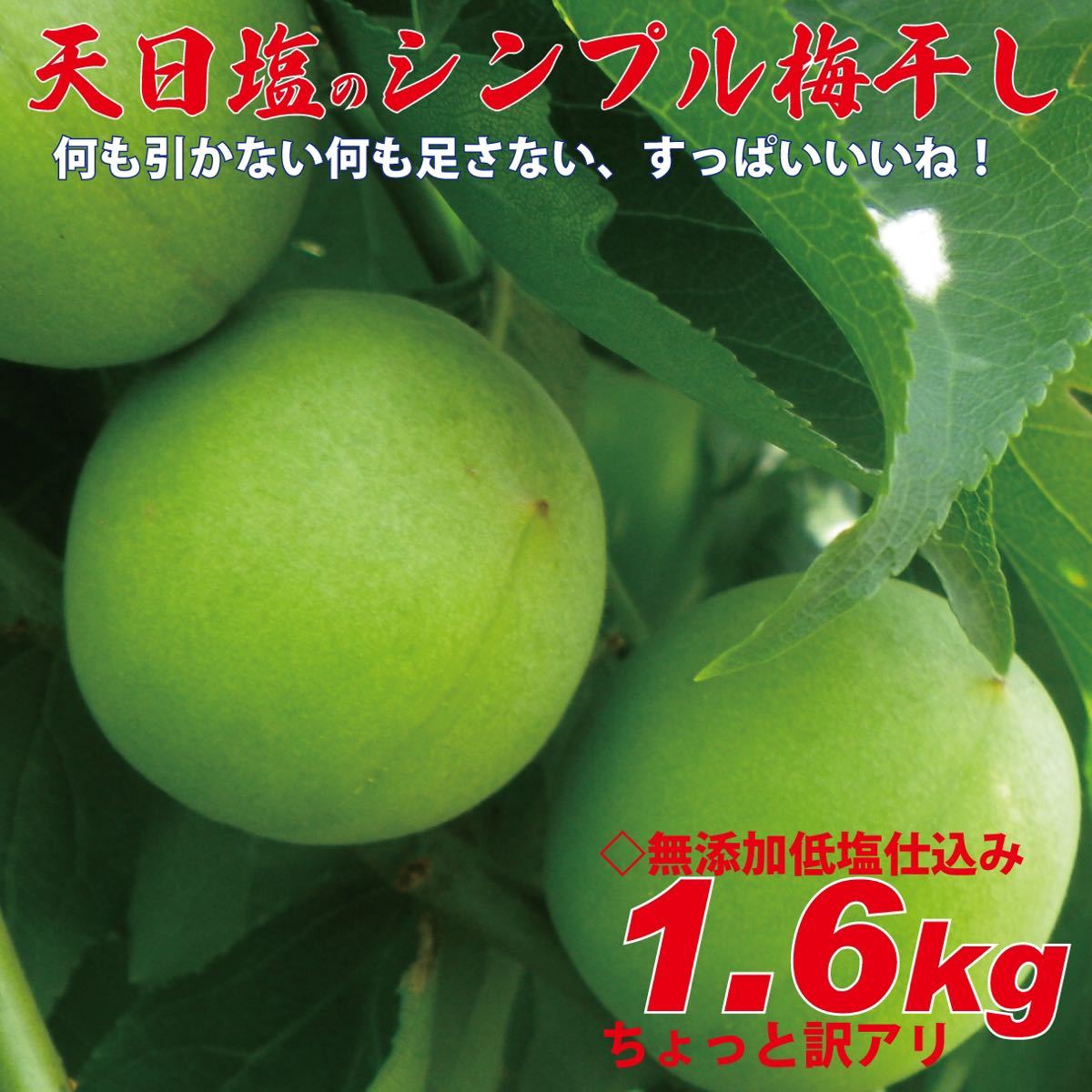 天日塩のシンプル梅干 無添加白加賀梅干1.6kg3Ｌ（17ｇ以上）ちょっと訳アリ