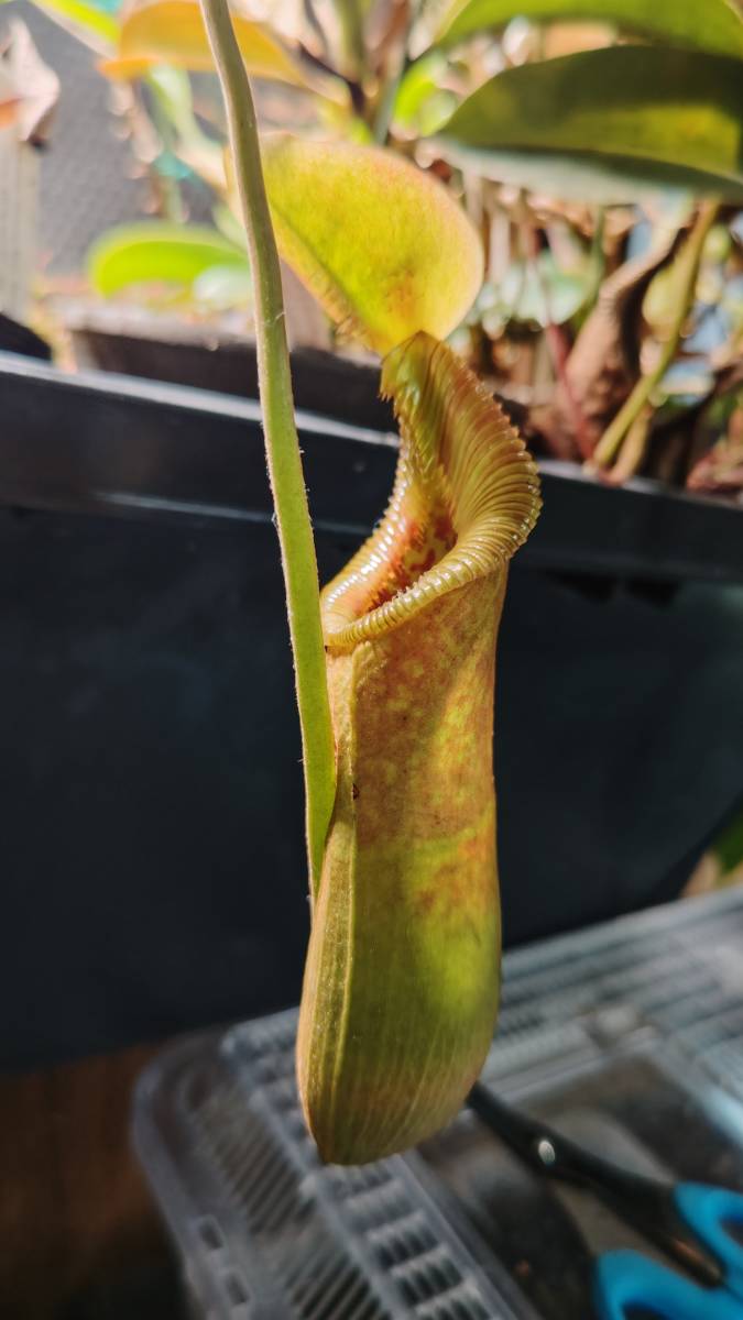 Nepenthes xtrusmadiensis 未発根 脇芽挿木 食虫植物 ネペンテス 