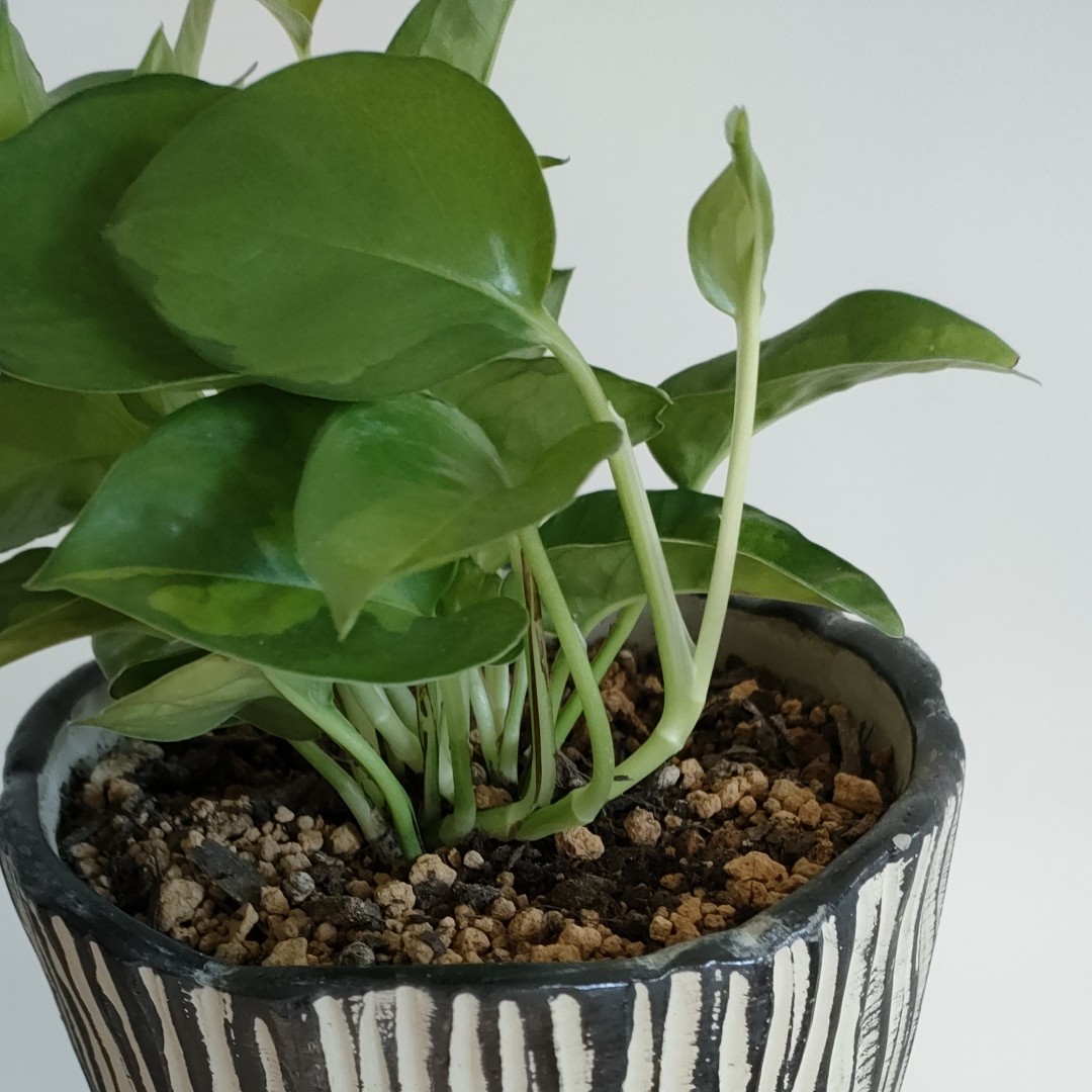 【観葉植物】 ポトス グローバルグリーン   陶器鉢植え