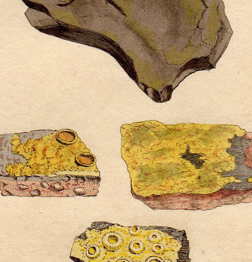 1807年 Sowerby English Botany 初版 銅版画 手彩色 ダイダイキノリ科 フラウォプラカ属 LICHEN citrinus 菌類_画像2