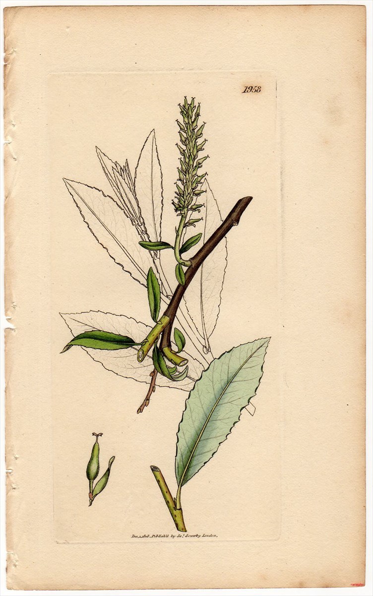 1808年 Sowerby English Botany 初版 銅版画 手彩色 ヤナギ科 ヤナギ属 ティーリブドウィロー SALIX phylicifolia_画像1