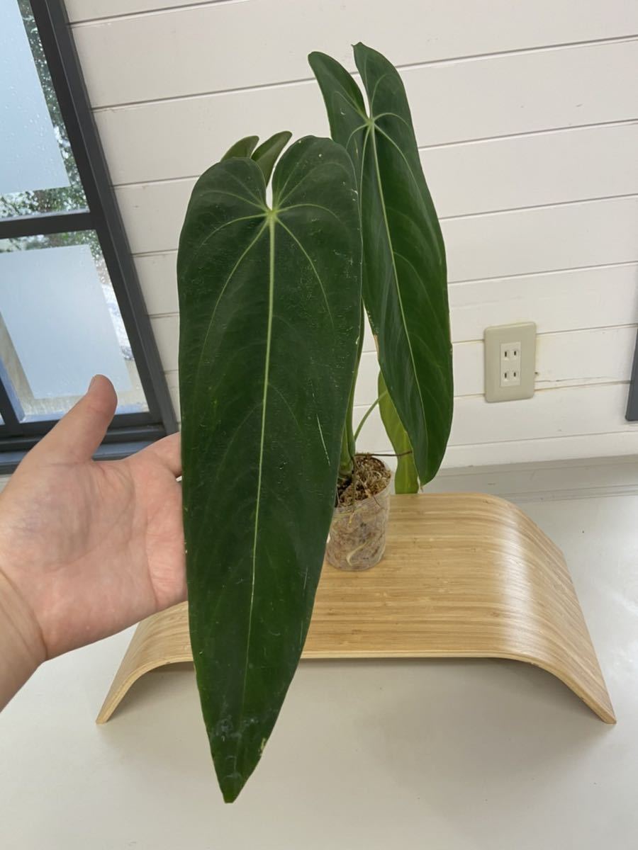 UJ anthurium warocqueanum “Esmeralda “ アンスリウム　ワロケアヌム　エスメラルダ_画像2