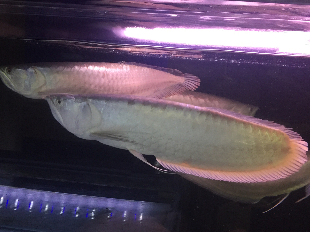 シルバーアロワナ ノーテール 40cm 白いくて綺麗 混泳魚