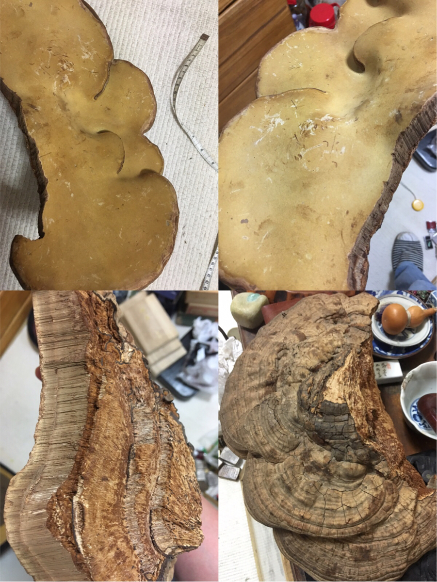  middle . traditional Chinese medicine natural . raw bracket fungus 