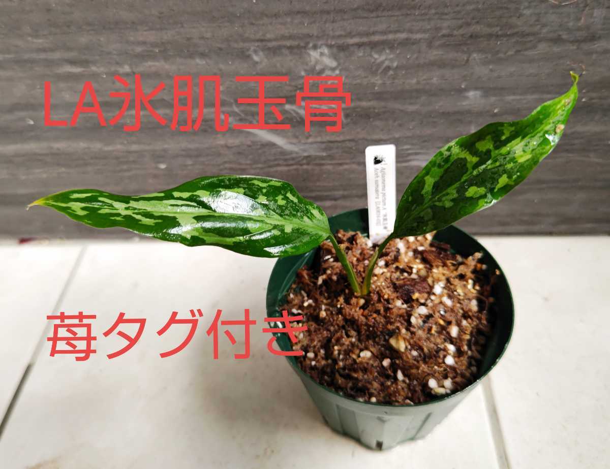 氷肌玉骨タグ付き LA便ネームド株の増殖株 アグラオネマピクタムトリ