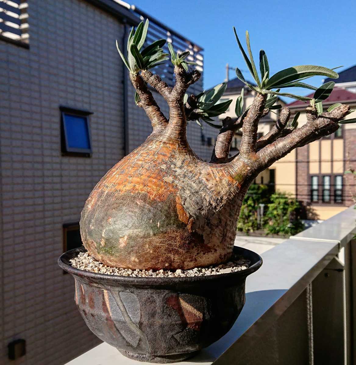 特別貴重コレクション パキポディウム赤肌グラキリス×Y鉢菊地亨さん大