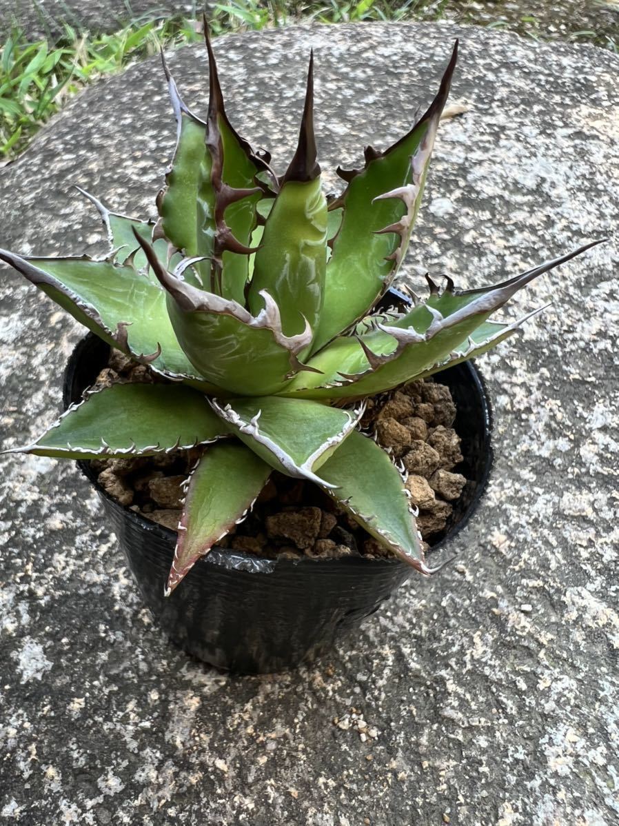 アガベ ホリダ agave horrida ssp