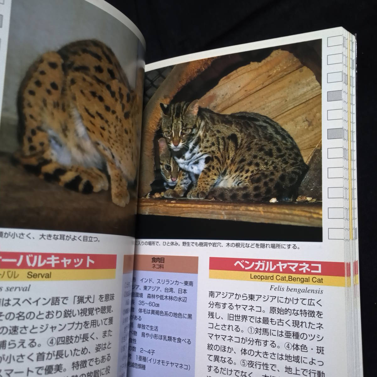 ヤマケイポケットガイド19　動物園の動物　さとうあきら　_画像8