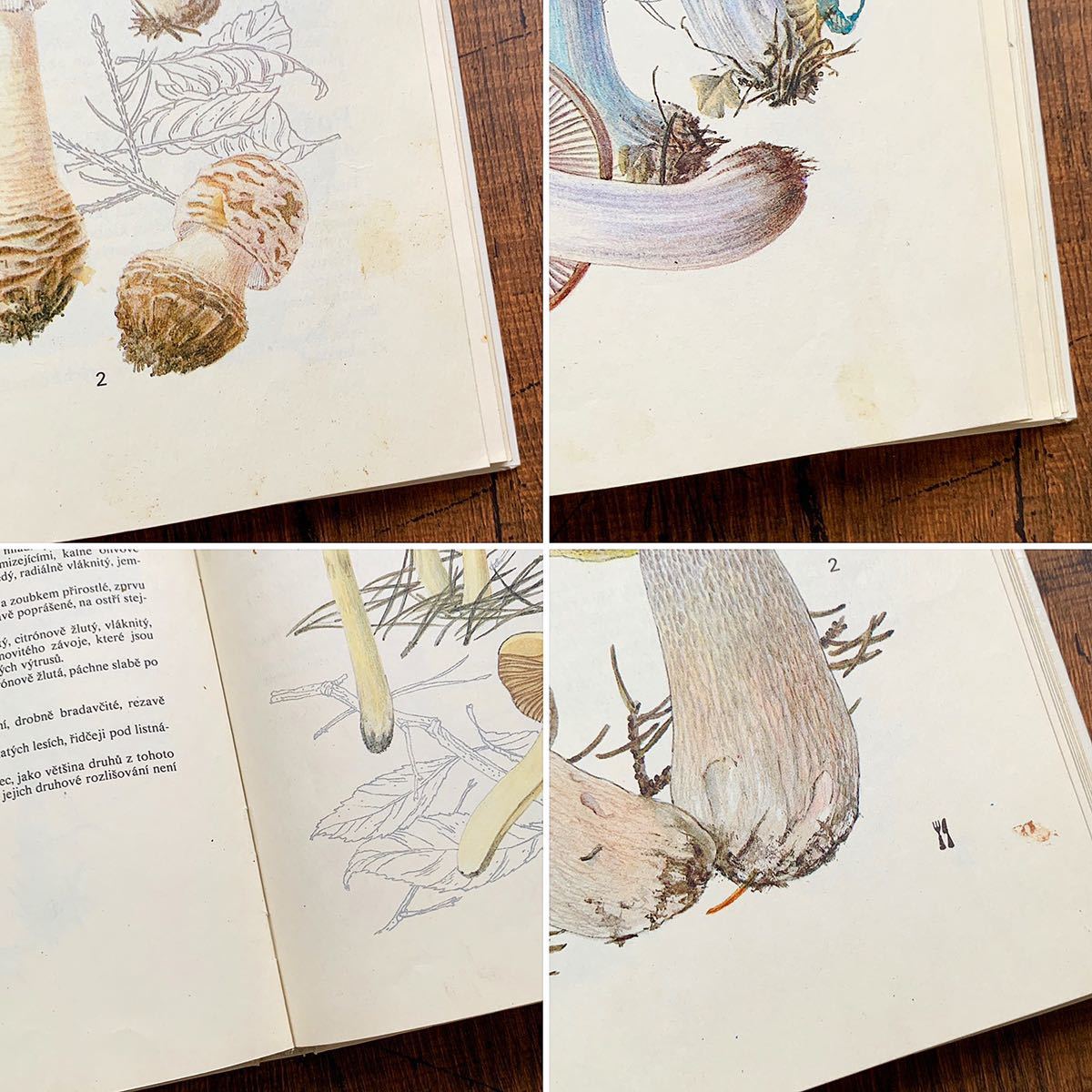  Чехия. старый грибы иллюстрированная книга (houby 1989 год )/ античный Vintage Europe иностранная книга грибы. иллюстрации грибы. . атмосфера */