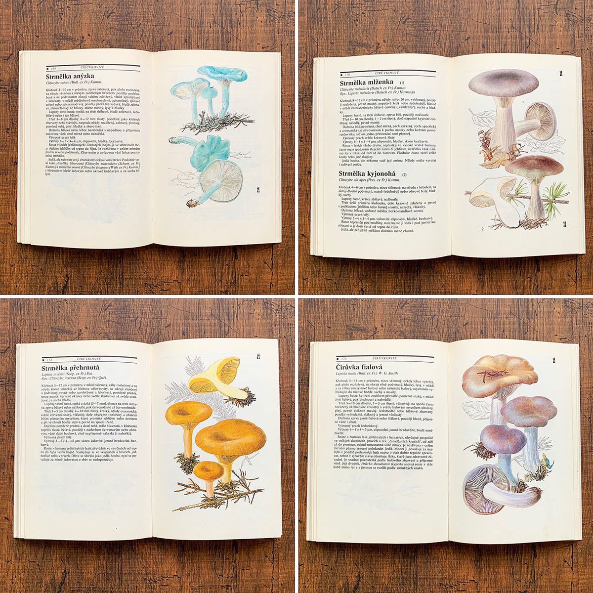  Чехия. старый грибы иллюстрированная книга (houby 1989 год )/ античный Vintage Europe иностранная книга грибы. иллюстрации грибы. . атмосфера */