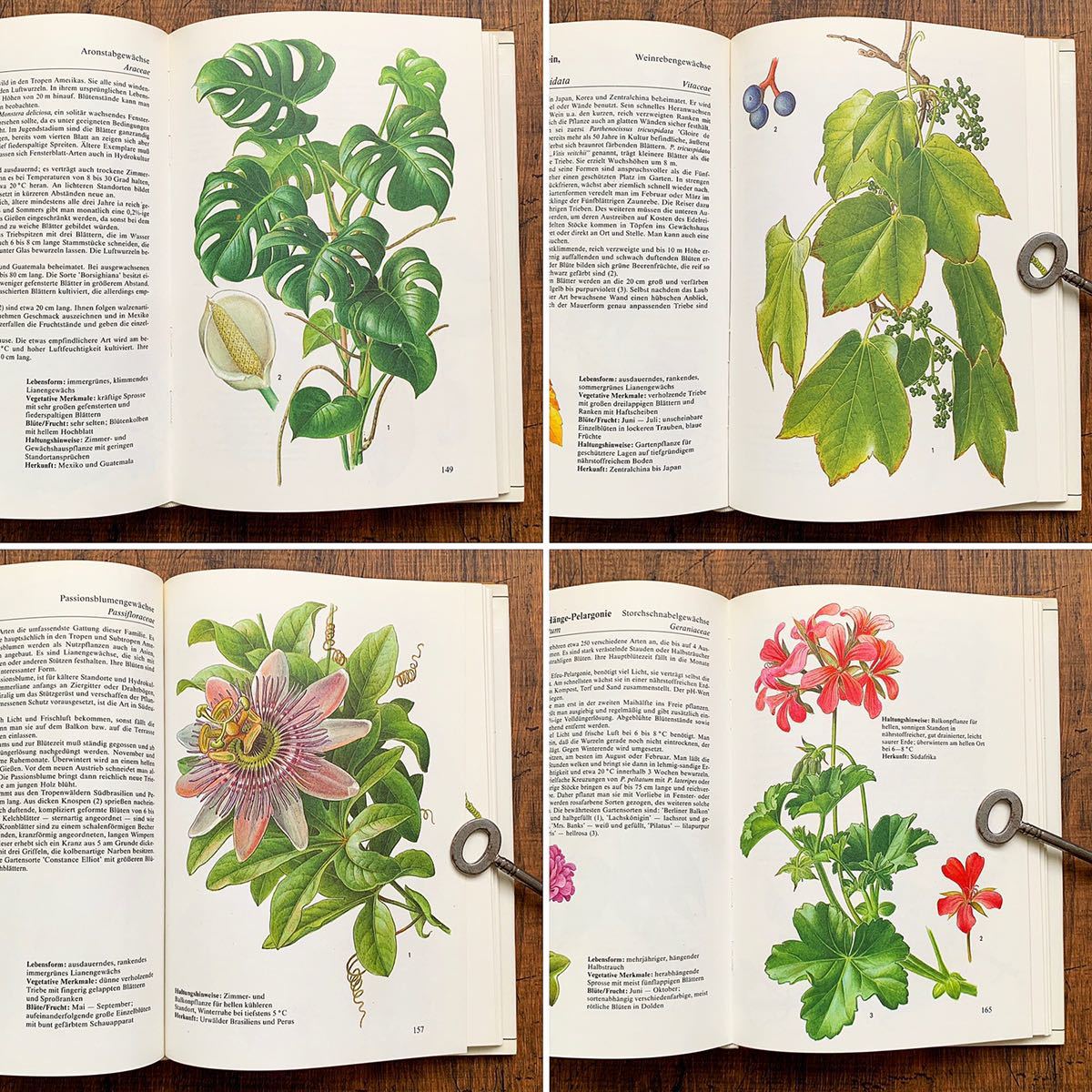 ドイツの古い植物図鑑(KLETTERPFLANZEN 1985年)/アンティーク ヴィンテージ 植物画 ボタニカルアート 花のイラスト 美品 雰囲気◎/