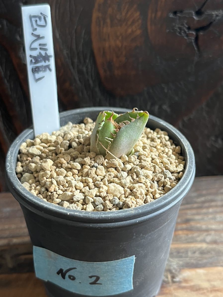 Agave titanota 【包心龍】子株② アガベ チタノタ 観葉植物 Agave titanota 【包心龍】子株② アガベ チタノタ 観葉植物