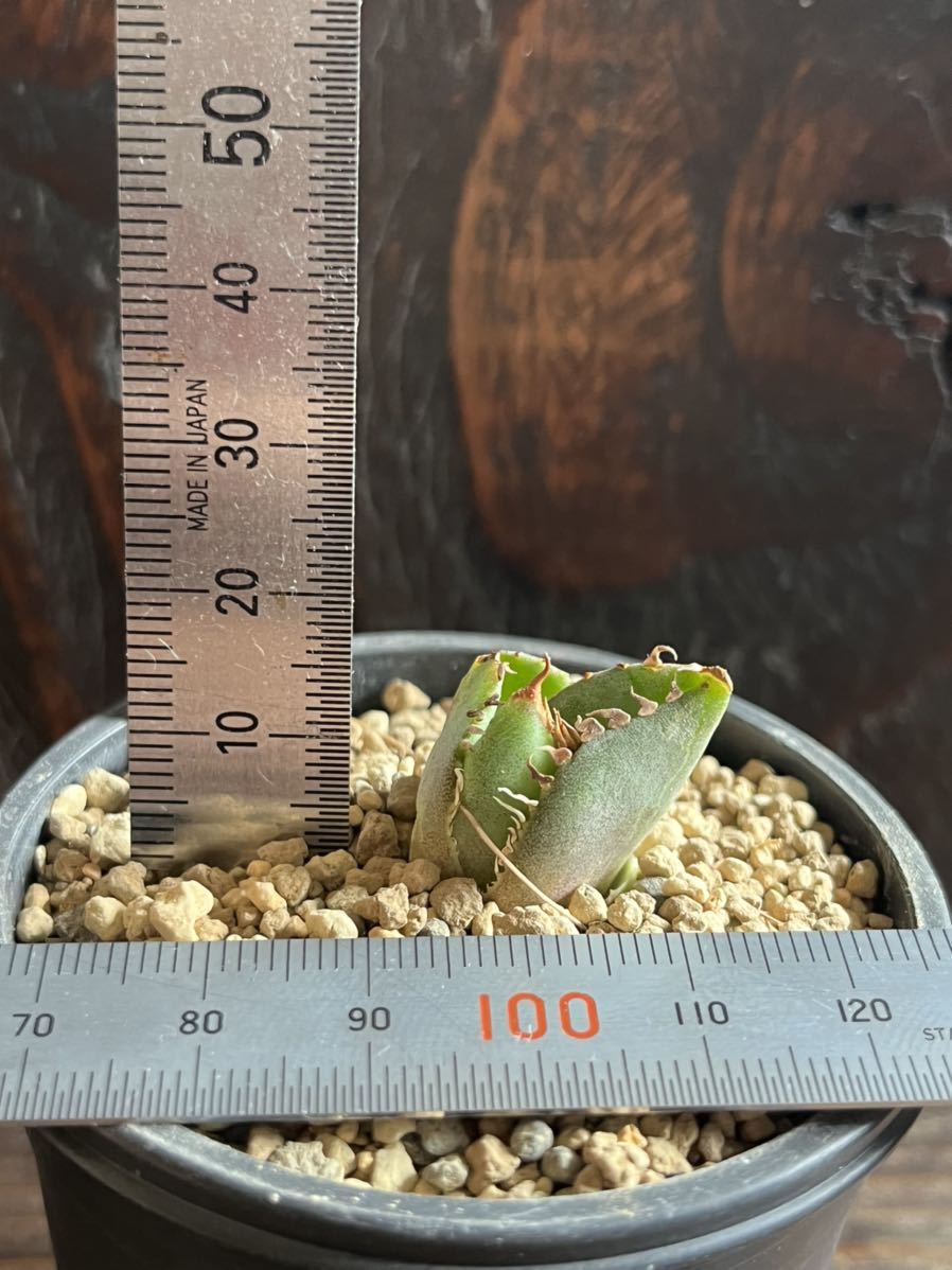 Yahoo!オークション - Agave titanota 【包心龍】子株② アガベ Yahoo!オークション - Agave titanota 【包心龍】子株② アガベ