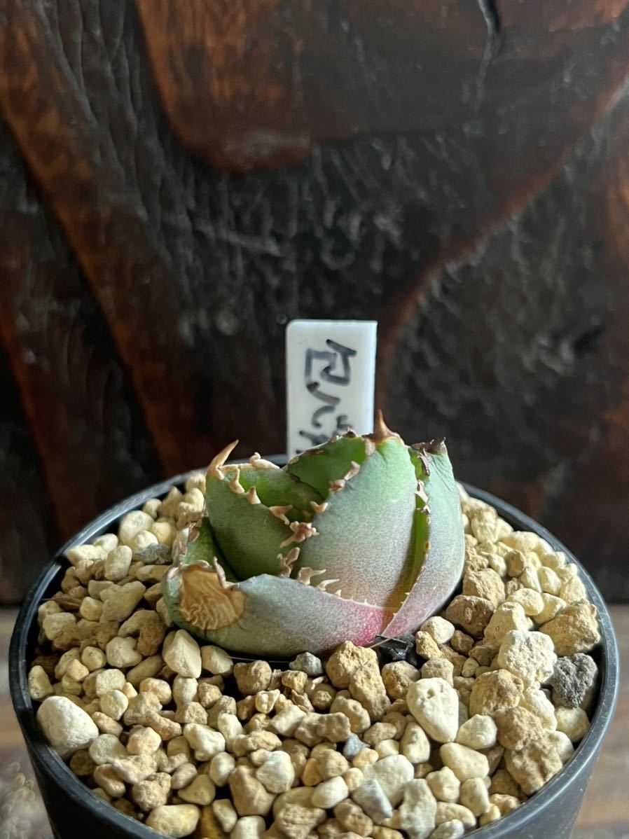 Agave titanota 【包心龍】① 希少種 子株 アガベ チタノタ | www