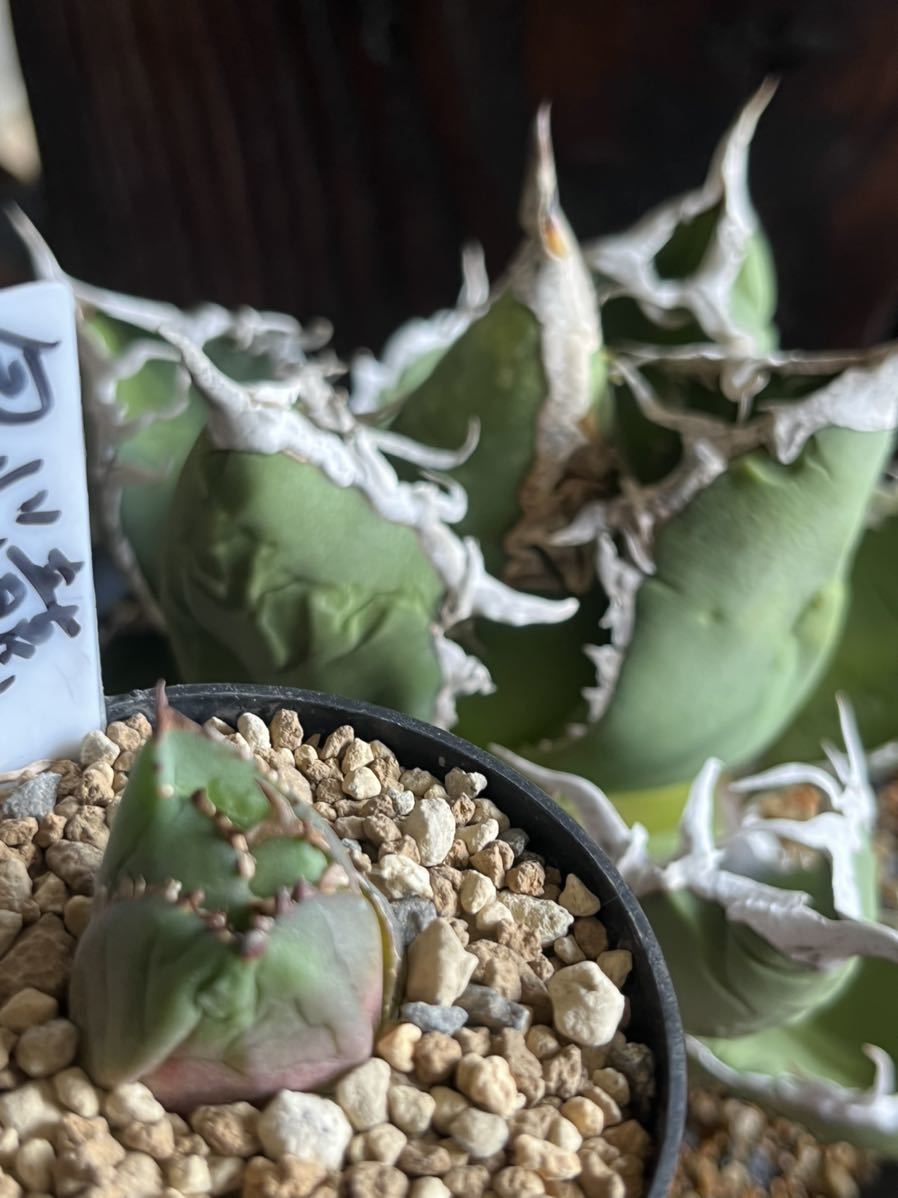 Agave titanota 【包心龍】② 希少種 子株 アガベ チタノタ