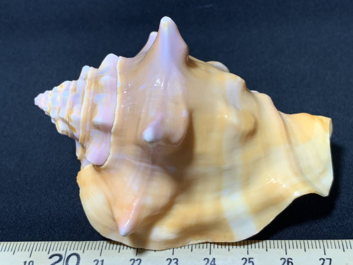 女王鳳凰螺 Eustrombus gigas・大・１（貝殻標本）の画像2