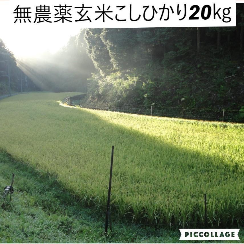 令和4年度新米【湧き水栽培】無農薬玄米こしひかり 20㎏ 奈良の農家