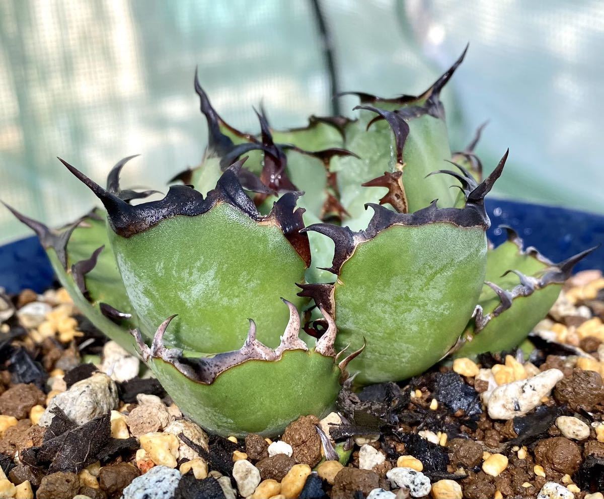 アガベ 多肉植物 チタノタ 黒鯨 厳選自家繁殖美株 bprsubang.com