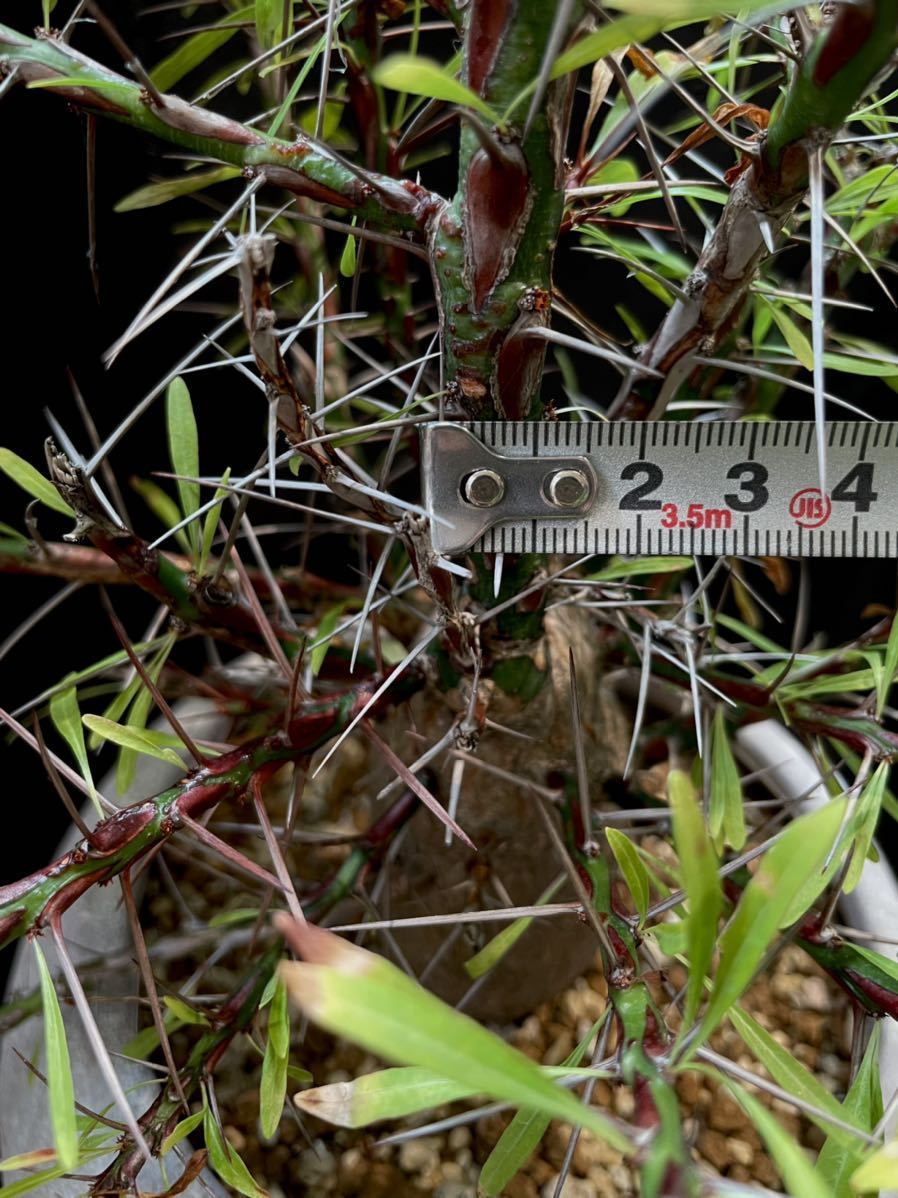 フォークイエリア プルプシー 中株 Fouquieria Purpusii (オペルクリア コミフォラ) 8