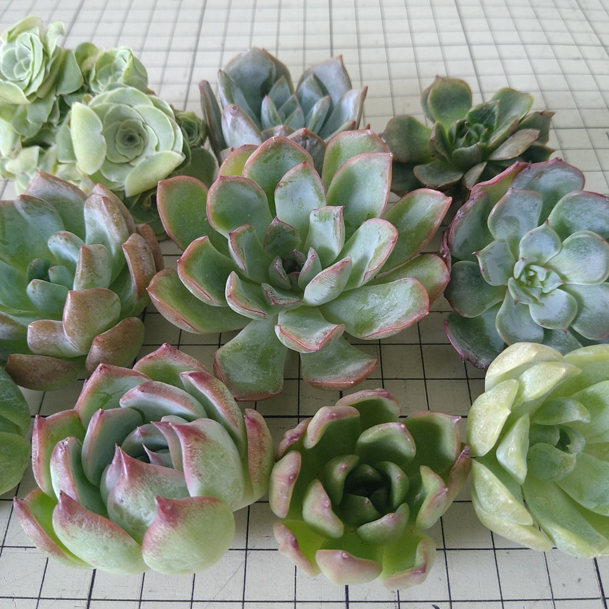 ー品販売 10.多肉植物 セダム ルテオヴィリデ 安心根付き発送