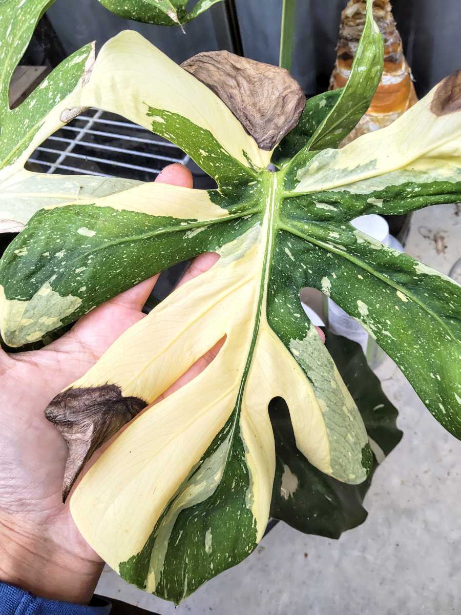 クリーム個体 monstera deliciosa tai constellation cream brulee