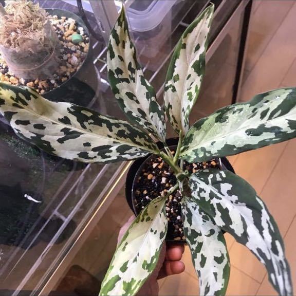 Yahoo!オークション - LA便 ネームド株 白鯨 Aglaonema pictum A Yahoo!オークション - LA便 ネームド株 白鯨 Aglaonema pictum A