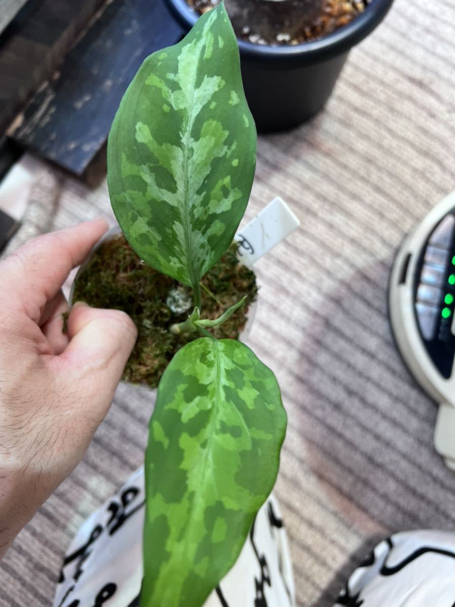 LA便 ネームド株 白鯨 Aglaonema pictum A 白鯨 Aceh sumatera LA便 ネームド株 白鯨 Aglaonema pictum A 白鯨 Aceh sumatera